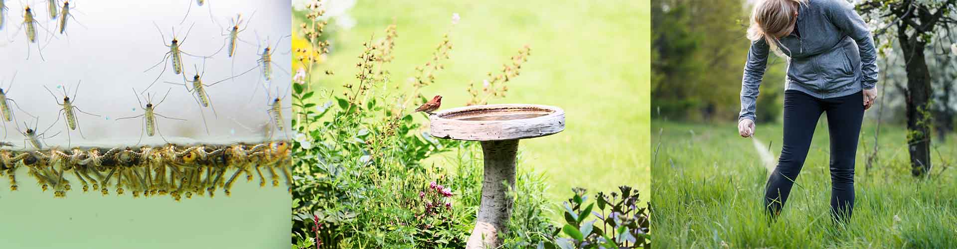 mosquito larvae, a person applying mosquito repellent, and a bird bath